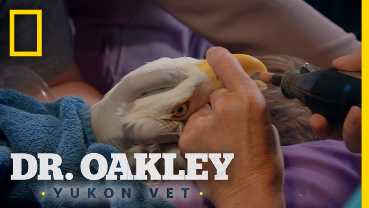 Bald Eagle Manicure | Dr. Oakley, Yukon Vet