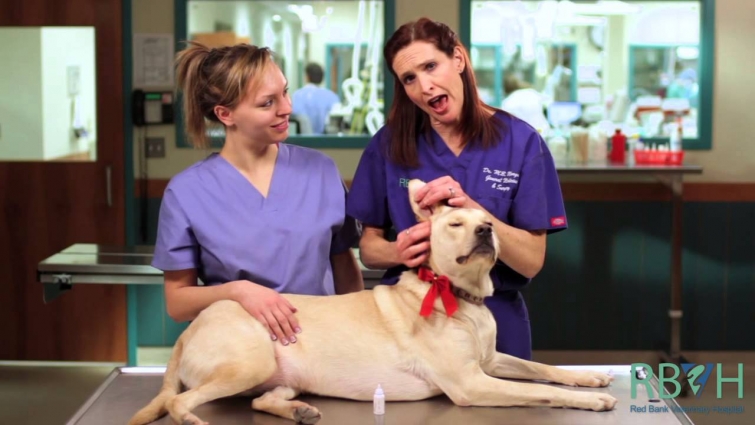 How to Put Medication in Your Dog's Ears