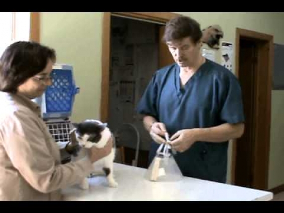 How to Put an Elizabethan Collar (e-collar) on a Cat – Veterinary Assistant Training