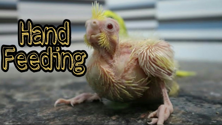 Birds Parrots Chicks Hand Feeding Procedure || How to Make a Hand Feeding Syringe for Birds.