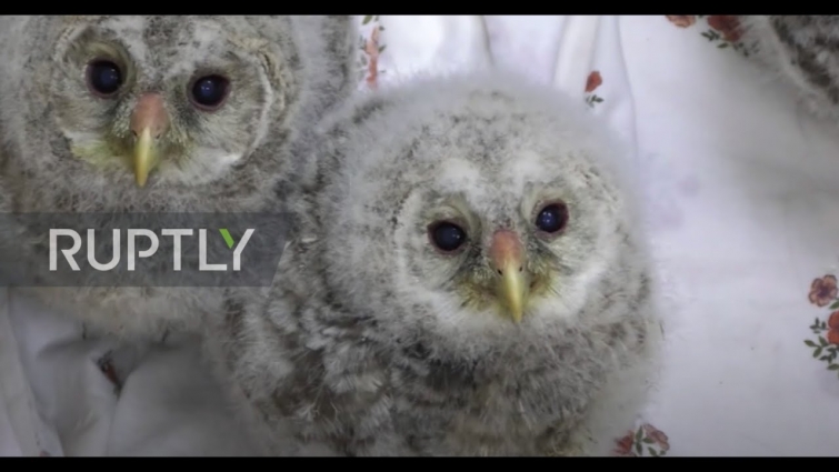 We OWL you our lives. Bird family saved by volunteers in Siberia