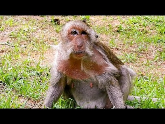 Tear Drop !!! Poor Old Monkey Tima, What Is Problem To Her? Or Sick?