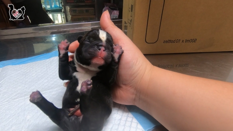 Helping French Bull Dog giving birth for her baby puppies – Saving newborn puppy