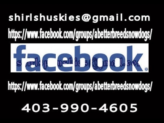 Siberian Husky Puppies 4 sale 403-990-4605 with BLUE EYES