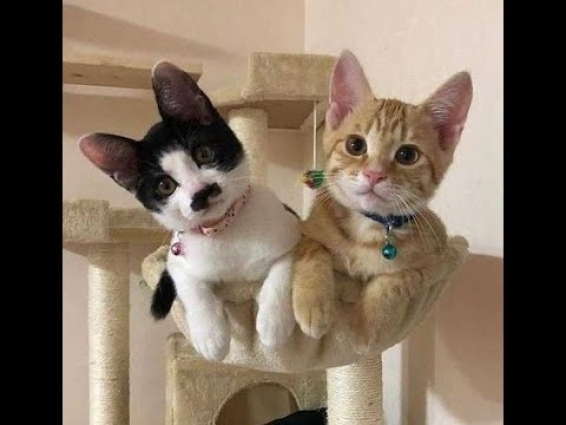 Feral cats are different from stray cats