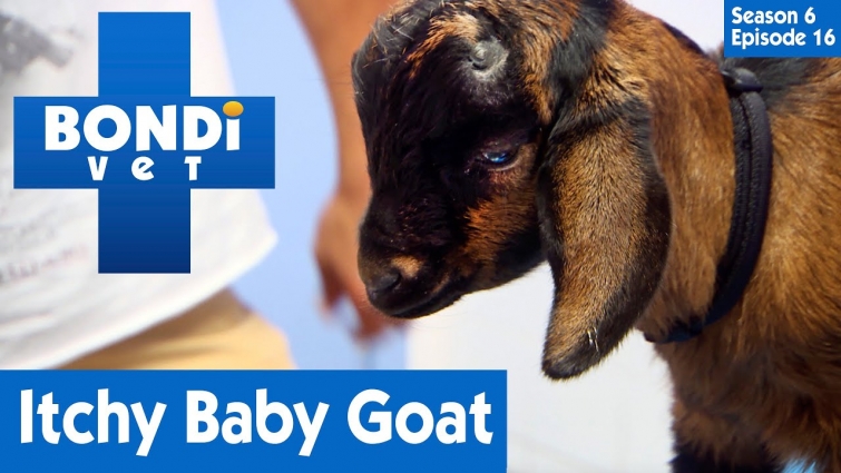 🐐Dr. Chris Brown Is Worried About Baby Goats Lice | Full Episode | S06E16 | Bondi Vet