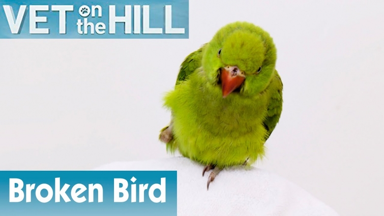 🦜 Bird Cannot Walk Properly | FULL EPISODE | S02E06 | Vet On The Hill