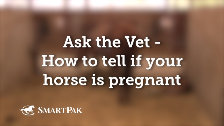Ask the Vet – How to tell if your horse is pregnant