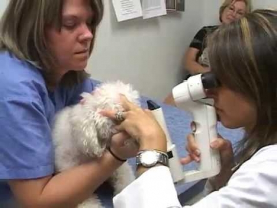 Dog Cataract Surgery | MedVet | What to Expect | Veterinary Ophthalmology