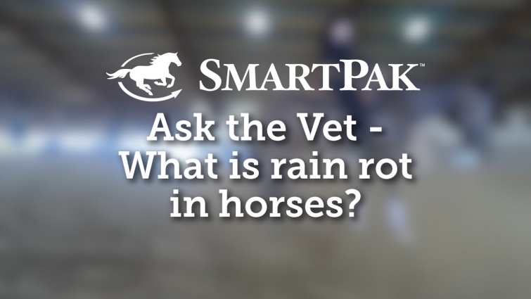 Ask the Vet – What is rain rot in horses?