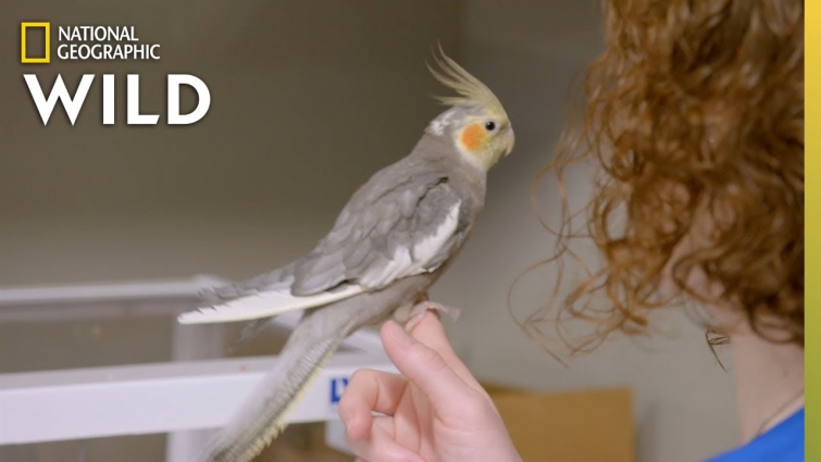 A Contagious Cockatiel | Dr. T, Lone Star Vet