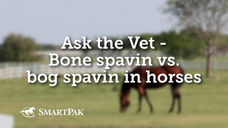 Ask the Vet – Bone spavin vs. bog spavin in horses