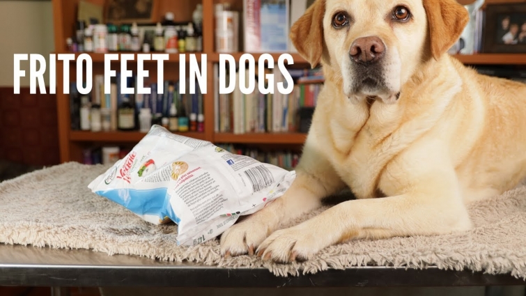 When Dog Paws Smell Like Corn Chips