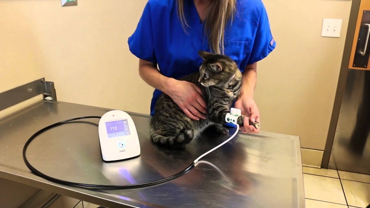 SunTech Vet BP: Proper BP Cuff Placement (2 of 4)