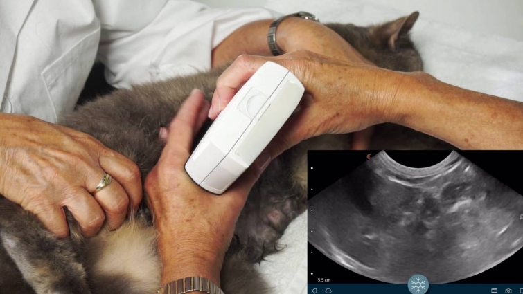 Clarius Vet – Small Animal Ultrasound Liver Scan