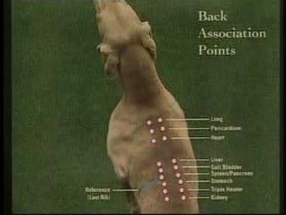 Veterinary Acupuncture