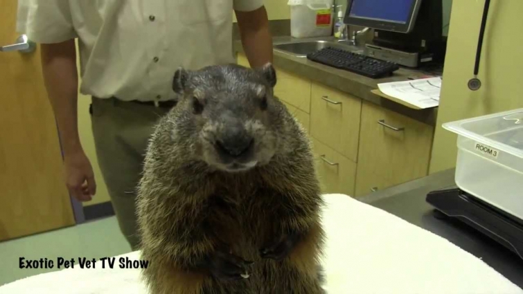 Groundhog Eating a Banana – Exotic Pet Vet Uncut