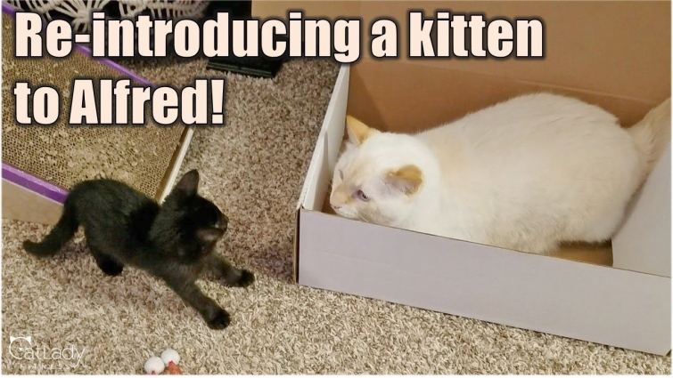 Uncle Alfred & a black kitten: Playtime attempt #2 (will they play?!) 😻