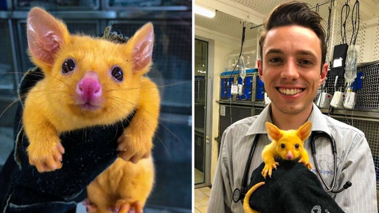 Veterinary Clinic Rescues An Adorable Golden Possum That Looks Like Pikachu
