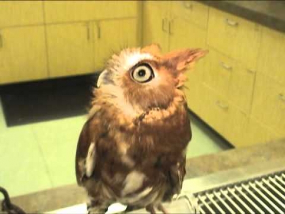 Screech Owl Chattering – Exotic Pet Vet Uncut Video