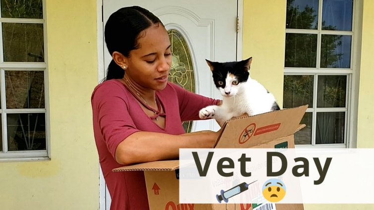 Neutering Our Cats | Vet Day