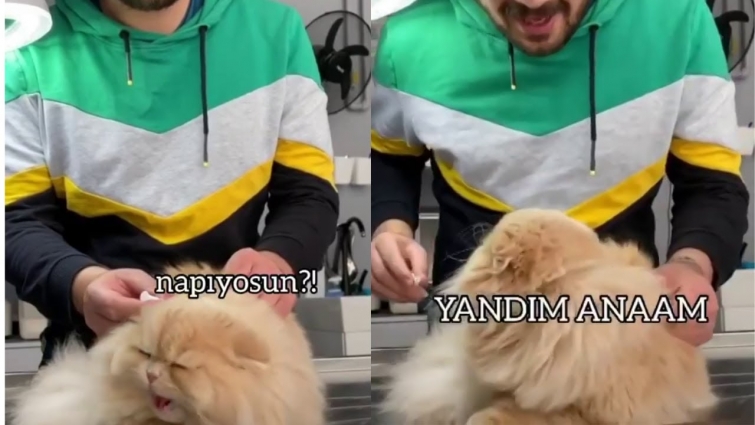 Veterinere Sinirlenen Kediler (Hospivet)-Cats angry at the vet