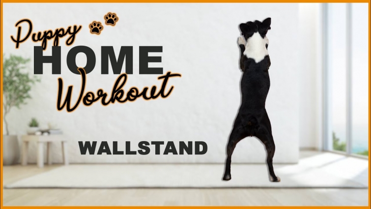 Teach your Dog to do a Wall Stand (front paws on wall)