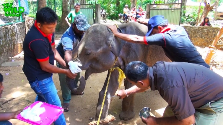 Group of vet doctors injecting a raging wounded elephant