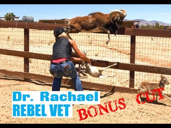 Dr. Rachael 'Rebel Vet' Bonus Extra 'Flying Mouflon'