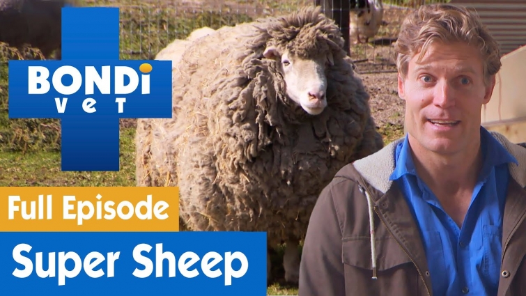 🐑 Sheep Has Too Much Wool And Needs A Shave | FULL EPISODE | S07E11 | Bondi Vet