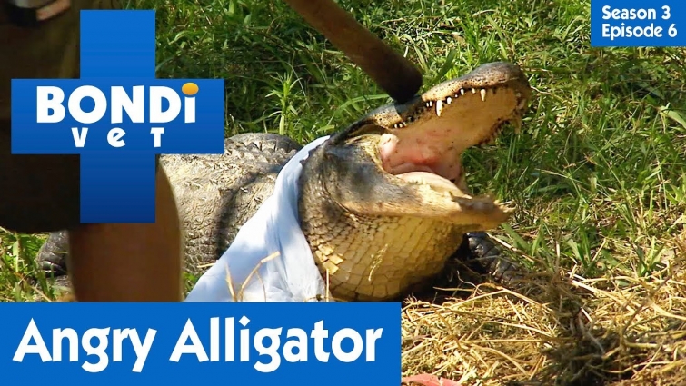 🐊 Angry Alligator | FULL EPISODE | S03E06 | Bondi Vet
