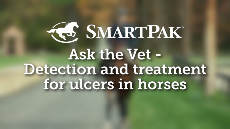 Ask the Vet – Detection and treatment for ulcers in horses
