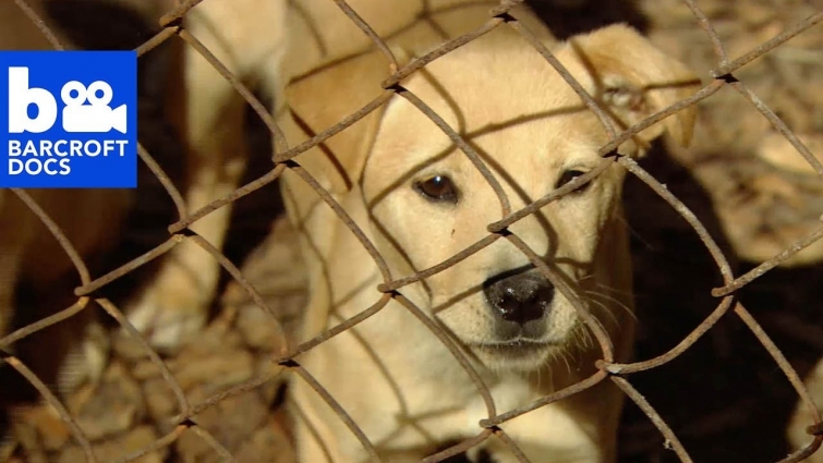 DOCS: Abandoned | Animal Cops Houston