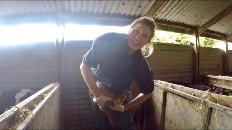 CALF WITH A HUGE INFECTED SALIVARY GLAND… KATHERINE THE VET IS HERE TO HELP