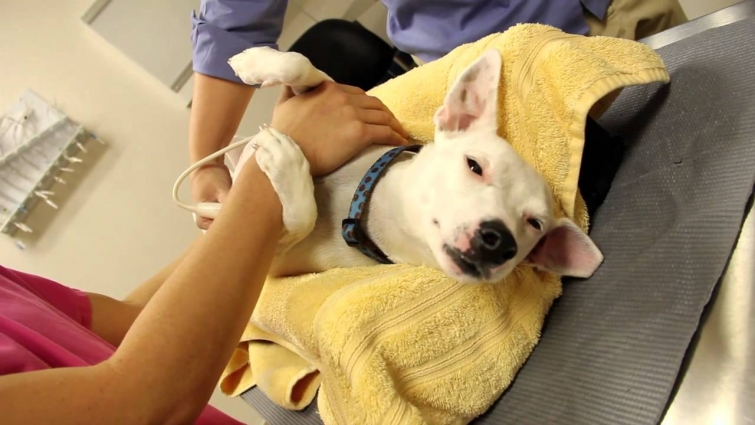 Veterinary Abdominal Ultrasound on Dogs and Cats