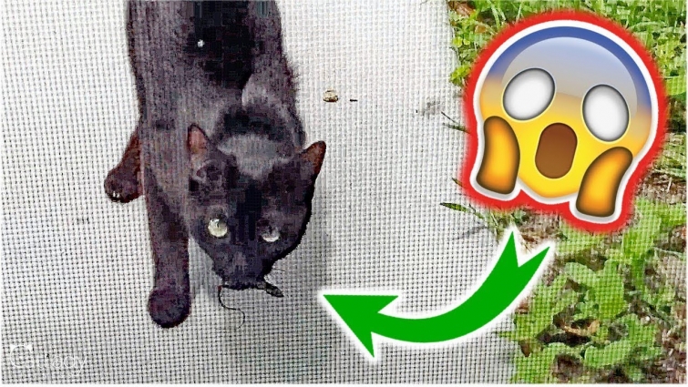 Mama Betty brought an unexpected "gift" today… 😳🙀