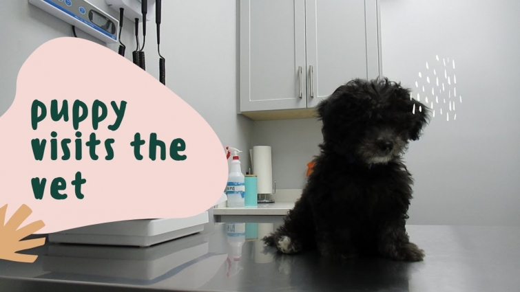 a day in the life of a puppy | Sekai visits the vet