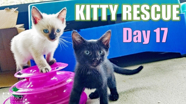 Kitty Rescue: DAY 17 update (caught kitten playtime!) 😻