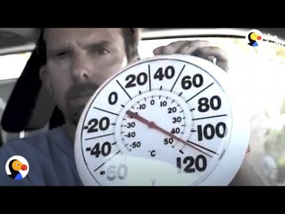 DOG IN HOT CAR: Vet Locks Himself in Hot Car To Show What It's Like | The Dodo
