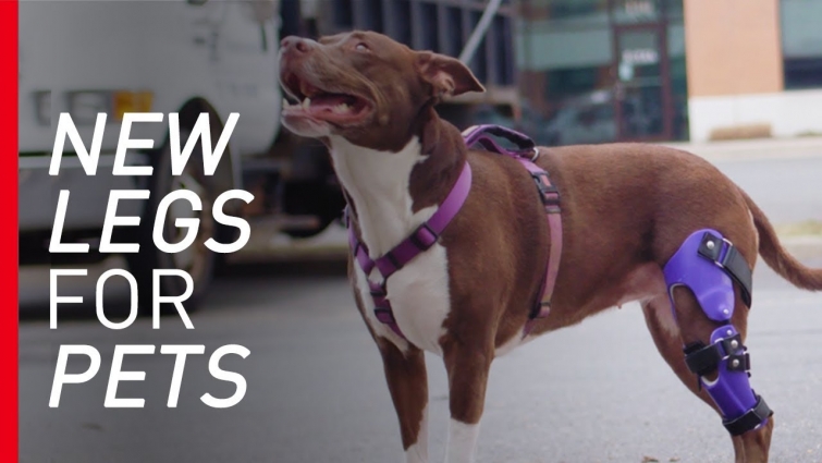 "Bionic Vet" Makes Prosthetics for Pets