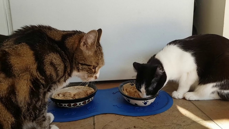 Cats Enjoying Breakfast