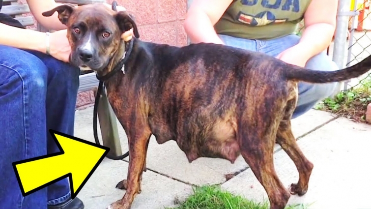 Dog Refuses To Give Birth, Vet Sees Ultrasound And Instantly Pulls Out Phone