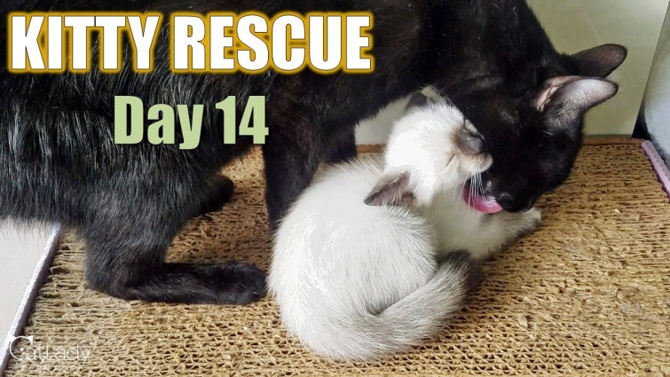 Kitty Rescue: DAY 14 update (another hot, rainy day!) 😻