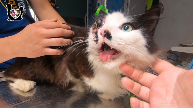 He will a blind cat – Healing cat with a damaged eye