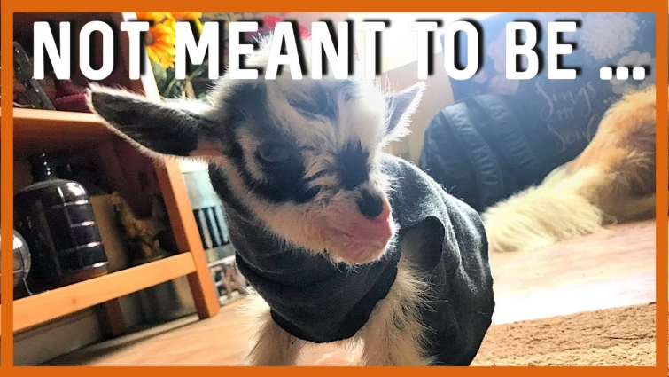 UPDATE! Reviving A Weak Kid After an Emergency Vet Visit and Traumatic Delivery.  A Sad Day.  Ep: 57