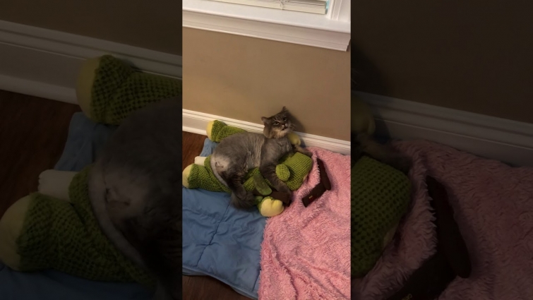 Cat On Drugs (from vet)