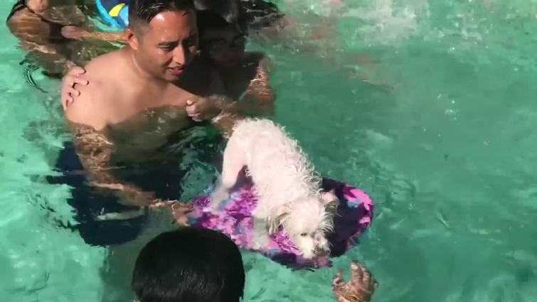 Funny Dogs Videos! | Funny Pet Videos