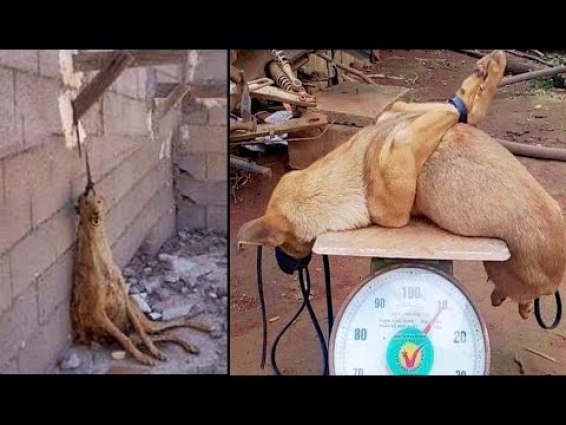 TOP 5 & Epic Animal Rescue 2020 | Restoring Faith in Humanity (Emotional & Inspiring)