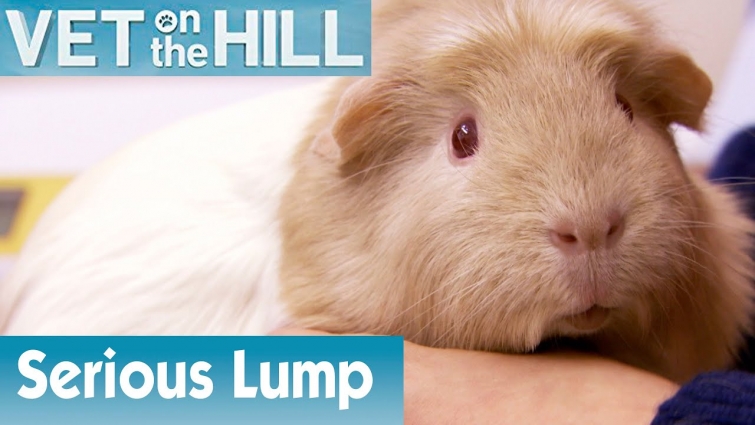 🐹 Guinea Pig Has A Serious Lump | FULL EPISODE | S02E08 | Vet On The Hill