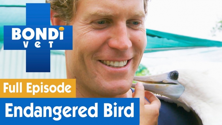 🐦 Treating A Rare 'Abbott's Booby' Endangered Bird | FULL EPISODE | S07E12 | Bondi Vet